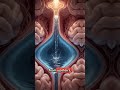 “The Fourth Ventricle — The Diamond‑Shaped Gateway of the Brainstem”