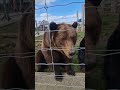 Working with the European brown bears athe zoo #viralvideo #zoo #bear #animals
