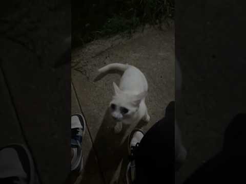 Gato impostor, quise ayudarlo y me atacó, parte 2