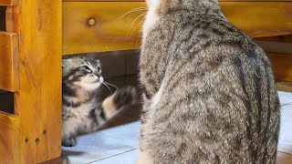 The end of the kitten who hit the older cat many times and hid…