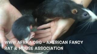 SYCS: Coat Color Genetics in Rats