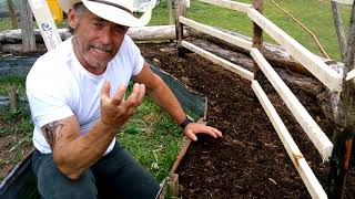 How I Grow my Snow Peas from Seeds