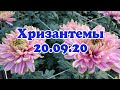 20 09 2020. Как изменились хризантемы в теплице за неделю!!!