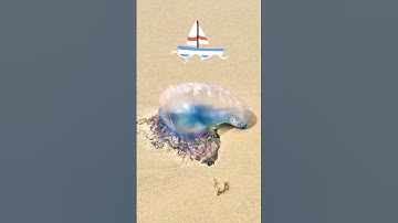 Heb ik net een ALIEN op het strand gevonden!? 👽🏖️ #natuurfeiten #natuurisgeweldig #strand #kwal #...