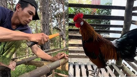 Phương lele TV làm chuồng nuôi gà rừng ít kinh phí