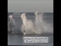 شي نبيه ويمضي العمر ما صار وشي يصير وما حسبنا حسابه