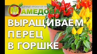 Выращиваем перец в горшке.