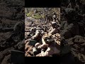 No Mercy, Full Auto: U.S. Marines Showcase Raw Battlefield Firepower #shorts #military