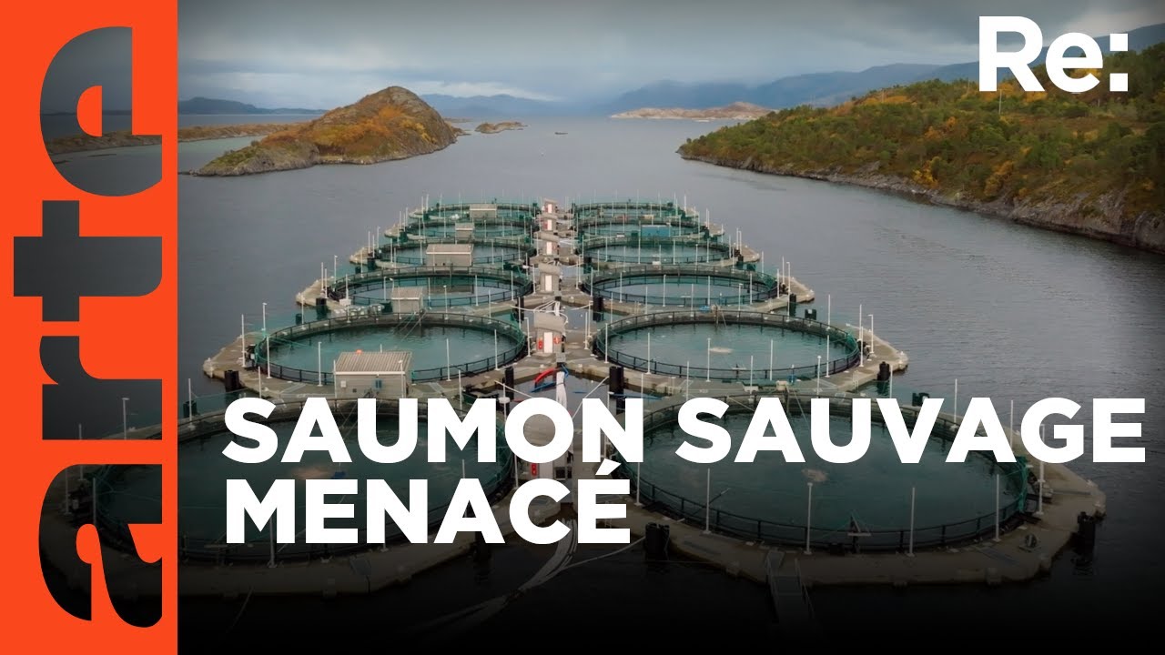 La crise du saumon en Norvège | ARTE Regards