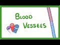 Gcse biology  blood vessels  24
