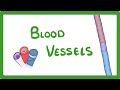 Blood Vessel Functions and Structures in the Circulatory System