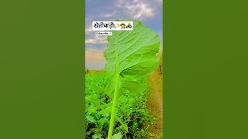 #jaat #farming #kisan #tubewell #khetibadi #viralshorts