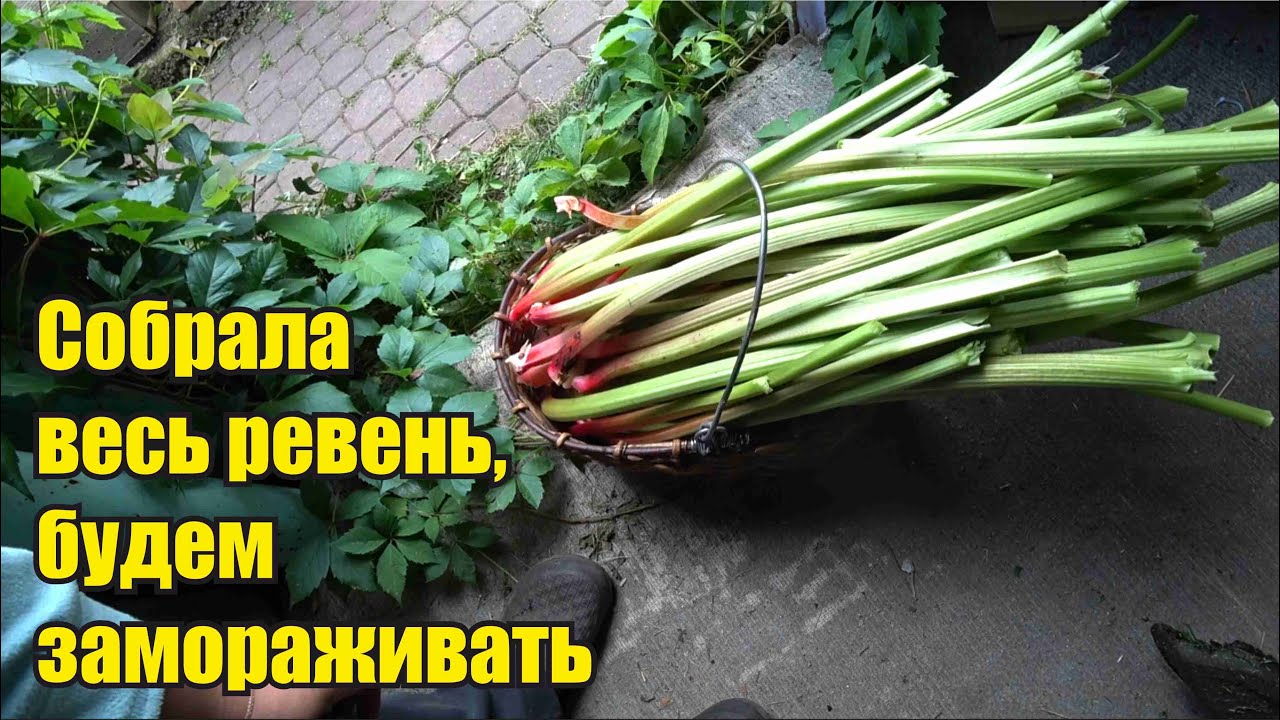 Аквариум. Не те таблетки. Гороховый суп. Скосили траву за оградой ...