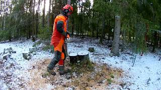 Kuusen Kaato Spruce Tree Removal Stihl 261