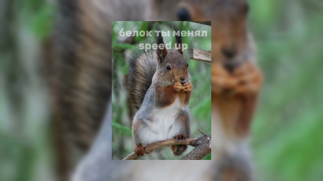 белок ты менял-speed up