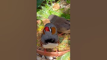 XL Zebra Finch | Aviary Birds #birds #bird #animals