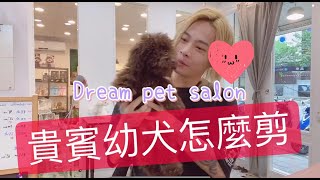 貴賓幼犬  剪毛教學示範 dog poodle grooming | 夢想寵物美容100