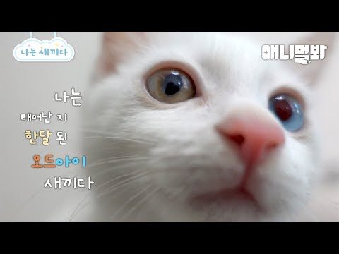 나는 태어난 지 한달 된 오드아이 새끼다 [애니멀봐 나새끼 96호]ㅣI’m A Month Old <strong>Odd</strong> Eye Kitten [I’m A Baby 96th lead]