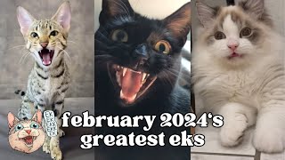 Ekekekkekkek Compilation - Best Cat Chirping Chattering Of February 2024