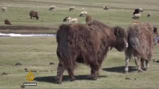 20455 economics agriculture 006 001 Al Jazeera Yak fur spins profits for Mongolian herders
