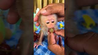 #monkey #babymonkeybobby #babymonkey #animals #cute #cuteanimals #adorable #shorts