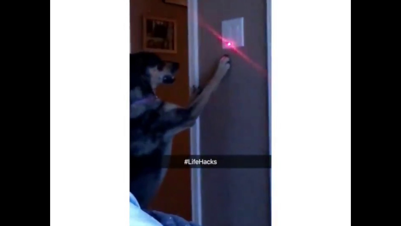 GUY MAKES DOG TURN OFF LIGHT WITH LASER POINTER YouTube