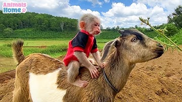 BiBi monkey loves to ride goat 🐐