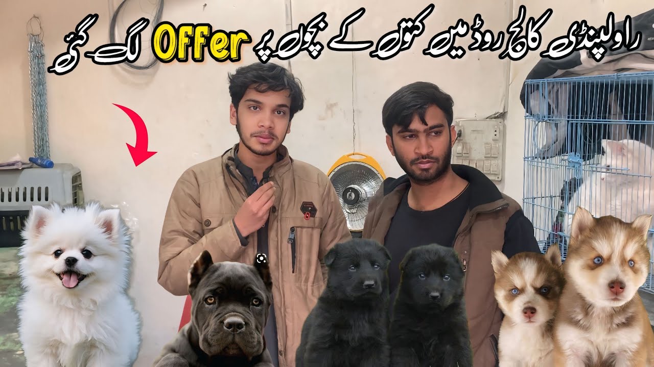 Rawalpindi College Road | 50 % Offer On Dogs In 2025 | Shahzain Animlas Vlogs