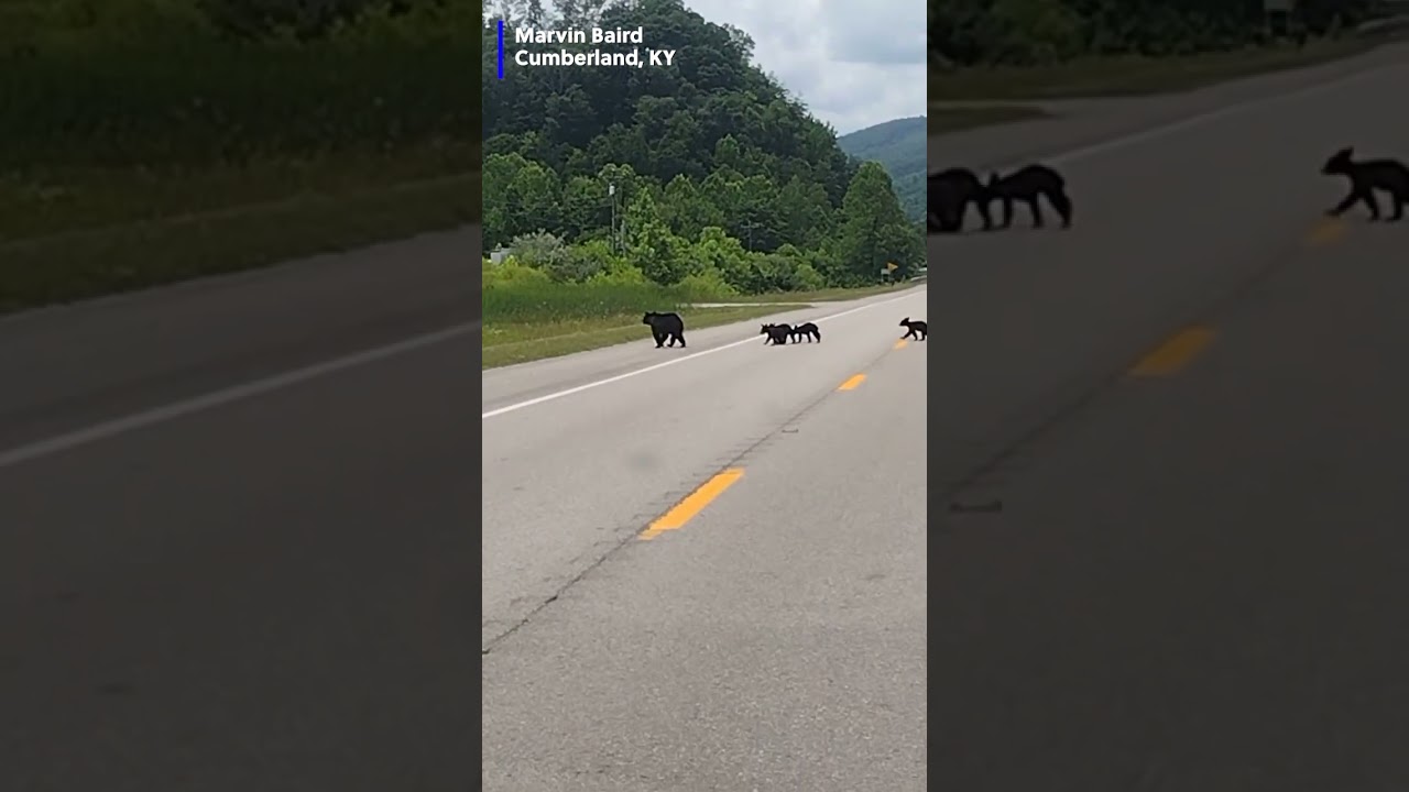 Bears crossing the road