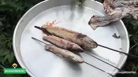 TÁt Ao BẮt CÁ TẾt TẬp 3 Cá Lóc Đồng Nướng Ngon Bá Chấy