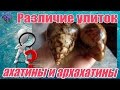 Различие улиток Ахати́на гигантская  (лат. Achatina ) от архахатины (Archachatina marginata)