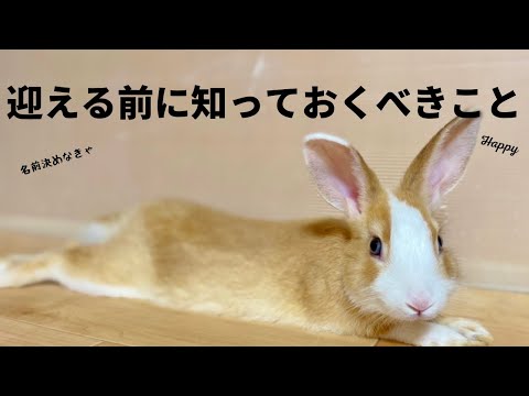 うさぎの基本ケア：新しい家族を迎える前に知っておくべきことの5つのポイント