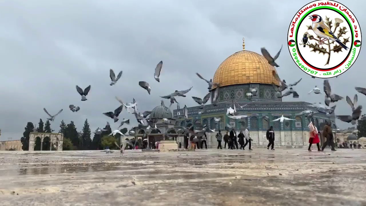 إلا رسول الله ؛ محمد خط احمر من المسجد الاقصى المبارك - ورد حمدان