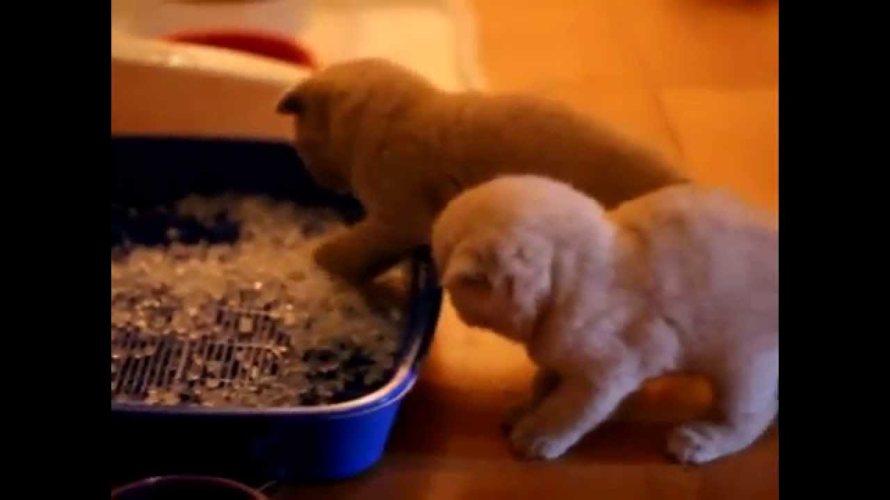 Jessy and her awesome kittens camera iphone 8 plus apk