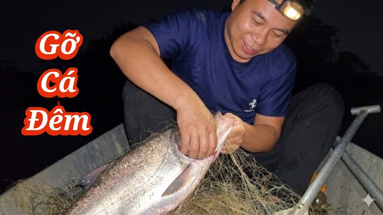 Nhấc Lưới Cá Đêm Nhận Nuôi Cu Gáy Mới Nở / HIỆP CUỘI TV