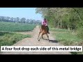 A young Arabian horse faces a very dangerous situation on his family fun day out. Part 2