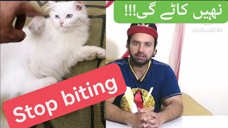 How to stop kitten from biting /why kitten start biting /Urdu /Hindi