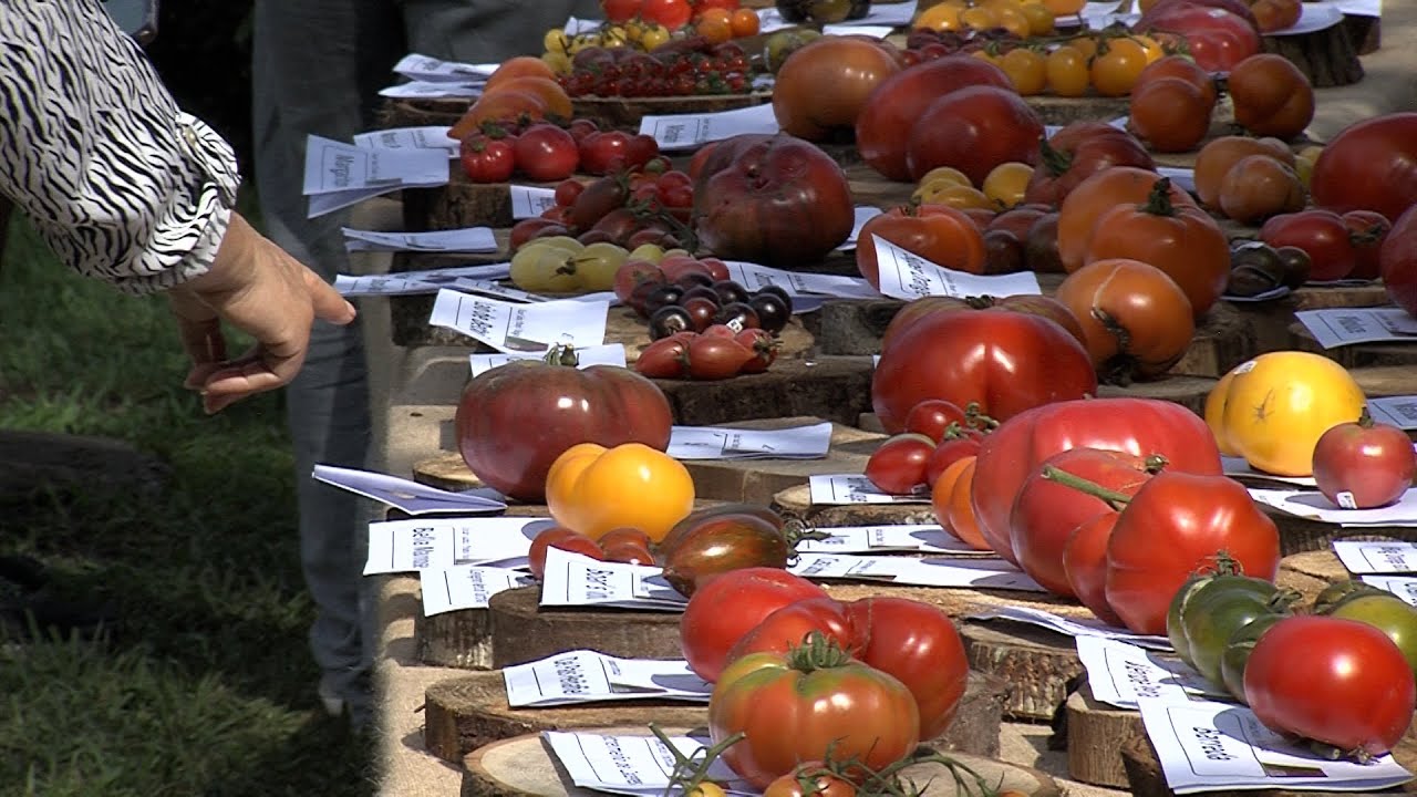V Festival del Tomate de Cantabria