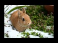 【作業用BGM】明るい-雪うさぎのかけっこ/Snow rabbit/눈 토끼