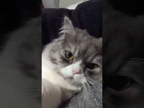 ابلور ينفع كدا عمر مذنب ليلو