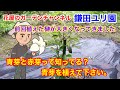 【知らないと損をする】前回植えた榊が大きくなってきました！青芽と赤芽って知ってる？青芽を植えて下さい