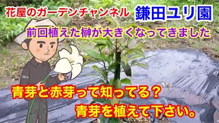【知らないと損をする】前回植えた榊が大きくなってきました！青芽と赤芽って知ってる？青芽を植えて下さい