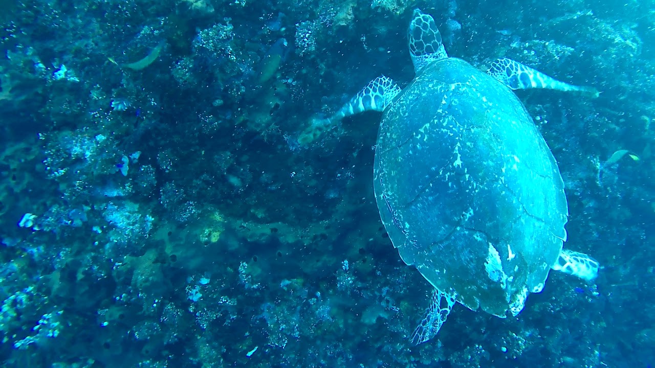 Sea turtle eating breakfast YouTube