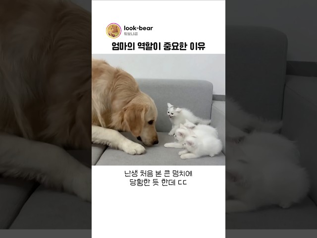 아깽이를 안심시키는 어미냥의 지혜