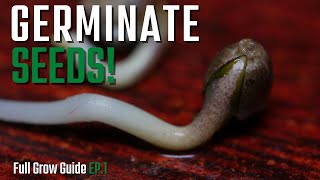 Germinate & Plant Seeds in a 2x2 Tent | Start to Finish EP.1