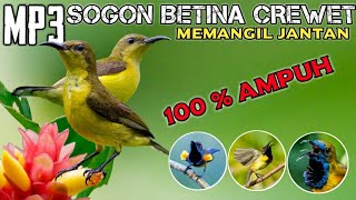 suara sogon betina birahi memangil jantan || suara pikat sogon paling ampuh