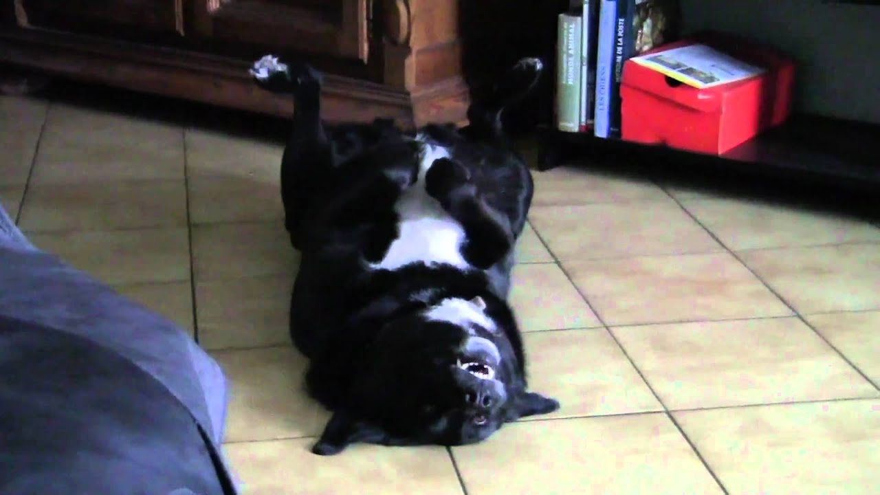 Gratuit Images Lotus Fait Son Quardeur De Folie Video De Chien Drole Gag Buzz actualisé par