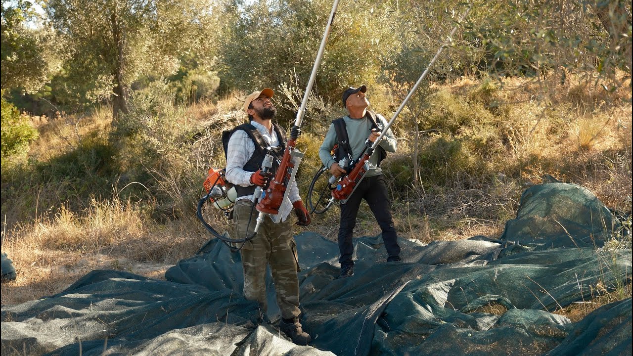 ZEYTİN FARMART BSA62 ZEYTİN HASAT MAKİNASI PROFESYONEL YAN TİL DAL SİLKELEME  03.10.2024 GELİBOLU