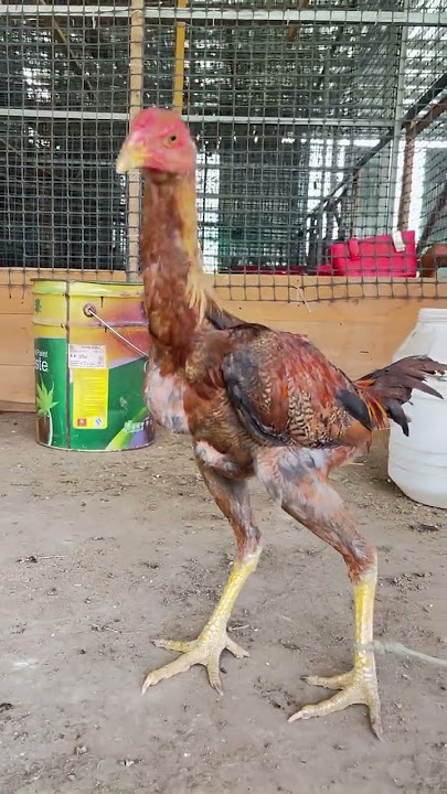 Very tough little body