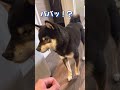 久しぶりにパパを見た豆柴の反応が【柴犬】#shorts